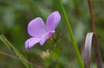 Fringed meadowbeauty